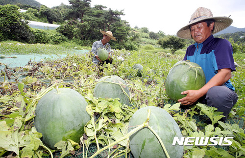[광주소식]무등산 수박, 10월까지 판매 등 
