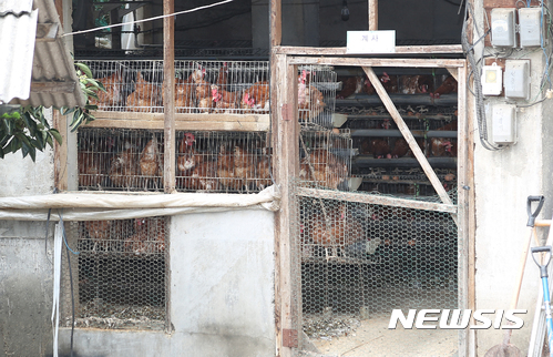 【칠곡=뉴시스】우종록 기자 = 대구시는 경북 의성과 경남 합천 산란계 농장에서 생산된 살충제 부적합 계란이 반입된 것으로 확인되자 긴급 회수 조치를 추진해 영업장의 재고량 폐기는 물론 판매분에 대한 회수에 총력을 기울이겠다고 18일 밝혔다. 사진은 17일 살충제 성분이 검출된 경북 칠곡군 지천면 한 산란계농장 모습.&nbsp; 2017.08.18. wjr@newsis.com