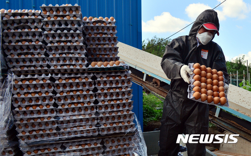 【나주=뉴시스】류형근 기자 = 17일 오후 전남 나주시 공산면 한 산란계 농장에서 살충제 성분이 검출된 계란을 폐기처분하고 있다. 2017.08.17. hgryu77@newsis.com