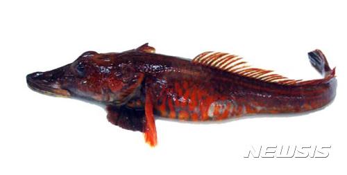 【서울=뉴시스】박성환 기자 = 남극 바다에 사는 어류인 '용물고기(Dragonfish)'의 모습. 2017.08.21. (사진 제공 = 극지연구소) photo@newsis.com