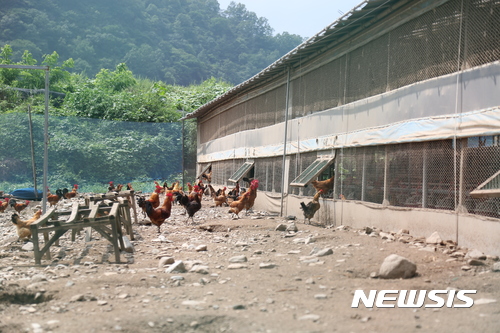 【영천=뉴시스】 김덕용 기자 = 21일 오후 살충제 성분인 DDT가 검출된 경북 영천시 도동의 한 산란계 방사 농장에서 닭들이 자유롭게 뛰어놀고 있다. 농림축산식품부와 식품의약품안전처는 살충제 성분 전수검사 결과 허용기준인 0.1mg/kg 이하인 0.047mg/kg의 DDT 성분이 검출됐다고 21일 발표했다. 2017. 08. 21.&nbsp;&nbsp; kimdy@newsis.com