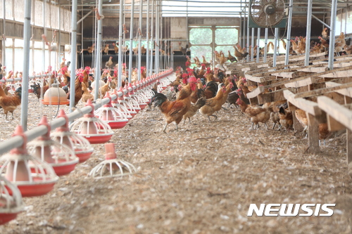 【영천=뉴시스】 김덕용 기자 =21일 오후 살충제 성분인 DDT가 검출된 경북 영천시 도동의 한 산란계 방사 농장에서 닭들이 자유롭게 뛰어놀고 있다. 2017. 08. 21.&nbsp;&nbsp;&nbsp; kimdy@newsis.com