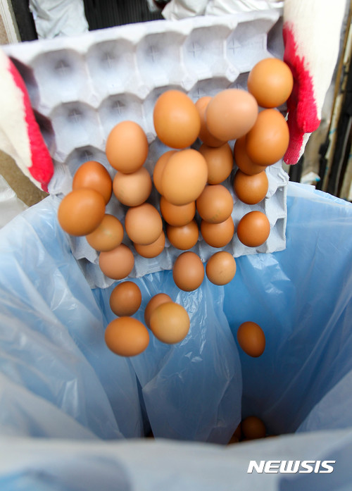 【제주=뉴시스】우장호 기자 = 국산 계란에서 사용이 금지된 살충제 성분이 나와 소비자들의 불안감이 높아지고 있는 가운데 21일 오전 제주시 조천읍 모 영농조합법인 저장창고에 살충제 비펜트린 성분이 0.04ppm이 검출된 '08광명농장' 생산분 계란 8460개가 폐기되고 있다. 2017.08.21. woo1223@newsis.com