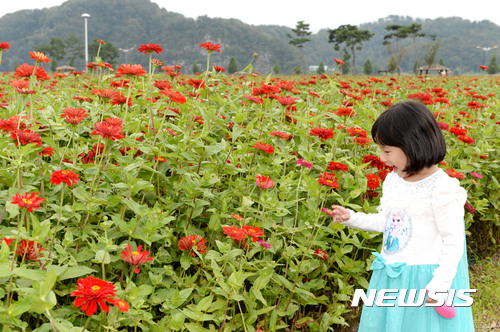 【창녕=뉴시스】안지율 기자 = 경남 창녕군은 다음 달 22일부터 24일까지 남지읍 낙동강 둔치 체육공원 일원에서 '창녕 낙동강 백일홍 축제'를 개최한다. 사진은 지난해 한 어린이가 백일홍 꽃단지에서 즐거운 시간을 보내고 있다. 2017.08.29. (사진=창녕군 제공)   photo@newsis.com 