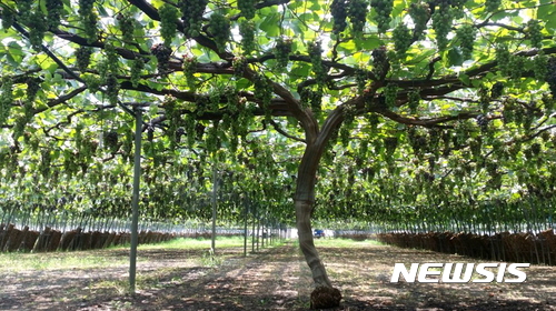  【고창=뉴시스】김종효 기자 = 29일 전북 고창군은 성송면 희성농장의 13년생 포도나무가 매년 최대 착과기록을 경신하며 올해도 4000송이의 포도를 맺었다고 밝혔다. 넓은 포도밭에 유일하게 땅에서 솟아 4000송이의 포도를 맺고 있는 희성농장 슈퍼포도의 모습이 장관을 이루고 있다. 2017.08.29. (사진 = 고창군 제공)&nbsp; photo@newsis.com