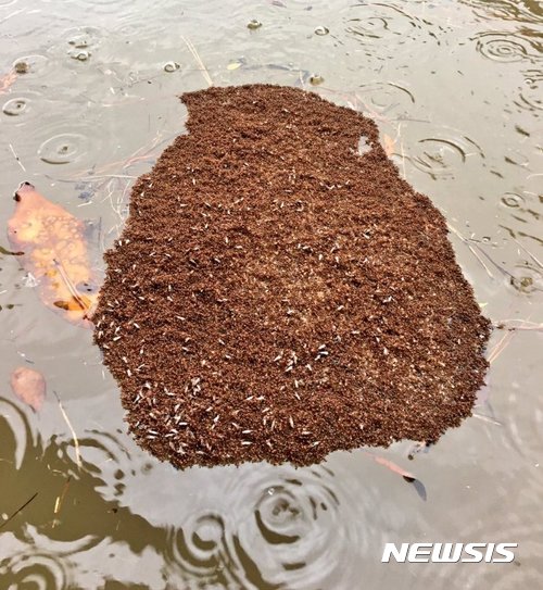 【서울=뉴시스】초강력 허리케인 '하비'에 강타당한 미국 텍사스 주의 하천에서 '불개미 뗏목'이 발견되고 있다. 불개미들은 홍수에서 살아남기 위해 몸을 뭉쳐 부유물을 형성한다. <출처: 트위터> 2017.8.30.