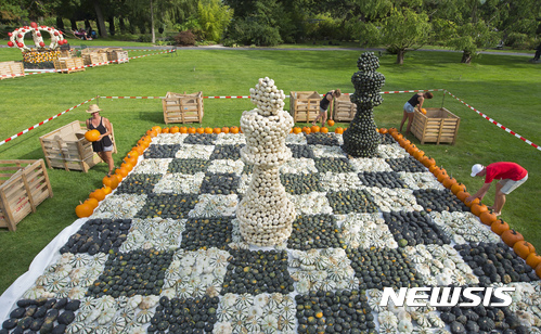 【에어푸르트(독일)=AP/뉴시스】30일 독일 에어푸르트에서 다음달 3일부터 10월31일까지 두 달 가까이 계속되는 에어푸르트정원건설박람회의 '펌킨 로열'의 일환으로 호박으로 체스판을 만드는 작업이 한창이다. 2017.8.31