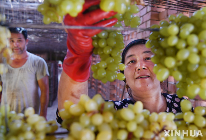 [우르무치(중국)=신화/뉴시스] 2017년 8월29일(현지시간) 촬영된 사진으로, 중국 신장위구르자치구 투루판에서 한 농부가 포도를 건조하고 있다. ‘무셀레스’(Museles/Merceles) 혹은 ‘무살라이시’(Musalaisi) 와인이라 불리는 위구르족의 독특한 전통 와인 양조법은 오늘날까지 남아있다. 2022.11.12 photo@newsis.com 