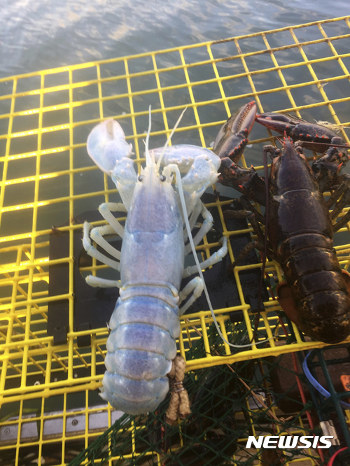 【AP/뉴시스】미국 메인주에 사는 가재잡이 어부 알렉스 토드가 8월 24일 인근 바다에서 잡은 투명한 껍질의 가재.오른쪽은 일반 가재이다. 토드는 사진을 찍은 후 가재를 다시 바다에 놓아줬다. 사진은 토드가 AP통신에 제공한 것이다. 2016.09.04
