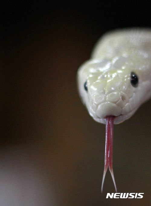 [원추 오늘의운세]뱀띠, 마음을 비워야