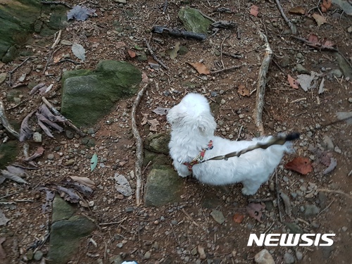 【서울=뉴시스】위용성 기자 = 14일 서울시 반포구 한 산책로에서 반려동물이 산책을 하고 있다. 최근 반려동물의 목줄 미착용으로 잇딴 사고가 발생했다.2017.09.14. up@newsis.com
