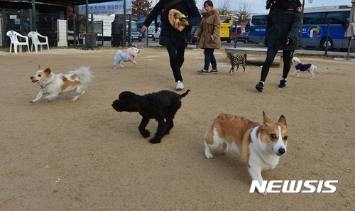 '목줄 없는 개' 활보에 불안·공포···"남에겐 그냥 동물"