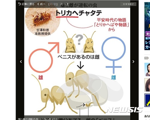 【서울=뉴시스】 암컷이 수컷의 체내에 생식기를 넣어 정자를 받아 번식하는 곤충 '토리카헤차타테'.(이미지출처: 아사히신문 캡쳐) 2017.09.15. 