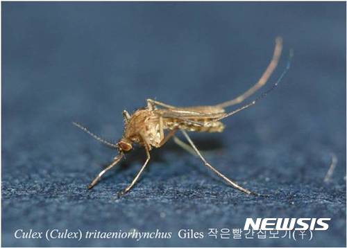 일본뇌염 매개체 작은빨간집모기