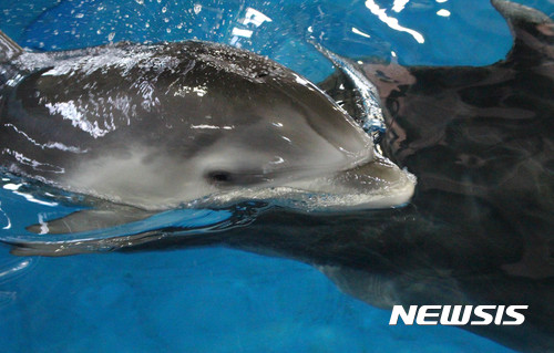 【울산=뉴시스】안정섭 기자 = 19일 울산 고래생태체험관 보조풀장에서 생후 100일을 하루 앞둔 새끼 돌고래가 어미를 따라 유영하고 있다. 2017.09.19. (사진=울산 남구도시관리공단 제공) photo@newsis.com