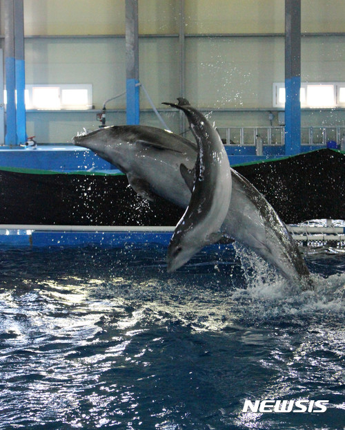 【울산=뉴시스】안정섭 기자 = 19일 울산 고래생태체험관 보조풀장에서 생후 100일을 하루 앞둔 아기 돌고래가 어미와 함께 수면 위로 점프하고 있다. 2017.09.19. (사진=울산 남구도시관리공단 제공) photo@newsis.com