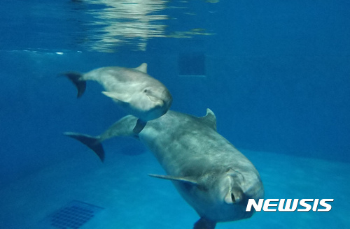 【울산=뉴시스】안정섭 기자 = 19일 울산 고래생태체험관 보조풀장에서 생후 100일을 하루 앞둔 아기 돌고래가 어미와 함께 물 속을 유영하고 있다. 2017.09.19. (사진=울산 남구도시관리공단 제공)&nbsp; photo@newsis.com