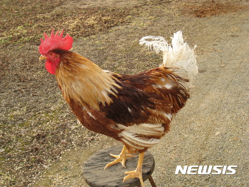 [원추 오늘의운세]닭띠, 지붕에서 솟구쳐야 나는 시늉이라도 한다