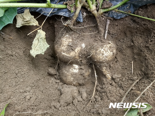【진안=뉴시스】윤난슬 기자 = 전북 진안군 용담면에서 열대작물인 히카마(jicama) 재배에 성공했다. 2017.09.21.(사진=진안군 제공) photo@newsis.com