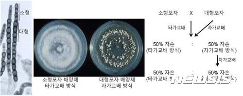 농기평, 사상곰팡이 자가교배 메커니즘 세계최초 규명
