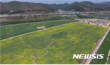 【대구=뉴시스】금호강 하중도에 청보리가 식재된 모습이다. 뉴시스DB. 2024.03.29  photo@newsis.com