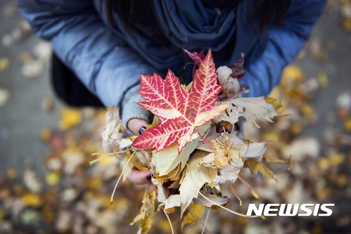 【서울=뉴시스】캐나다 단풍잎. 2017.9.22(사진=캐나다관광청 제공) photo@newsis.com