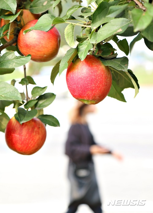 충주 사과나무길 지역명소로 새단장