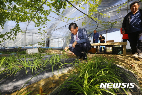 "당뇨·비만에 효과"···세 가지 맛 '삼채' 고소득 작물로