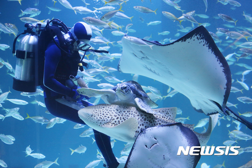 【대구=뉴시스】박준 기자 = 얼라이브 아쿠아리움 대구는 2018년도 연간이용권을 판매한다. 2017.011.24(사진=얼라이브 아쿠아리움 대구 제공)photo@newsis.com