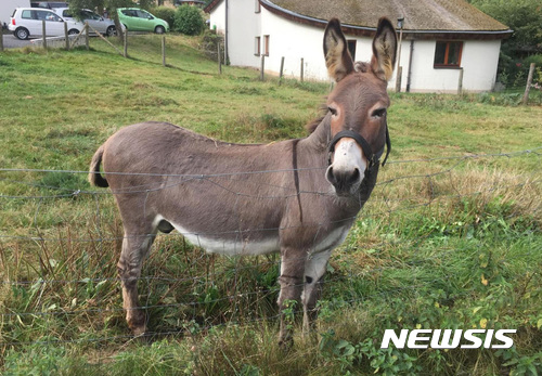 【베를린=AP/뉴시스】 당나귀 비투스가 독일 중부 슐리츠에 있는 한 농장에 서 있다. 중서부 기센주(州) 지방법원이 지난 28일(현지시간) 맥라렌 스포츠카 뒷부분을 물어뜯은 비투스의 주인에게 손해보상금 5800유로(약 783만원)를 차 주인에게 지급하라고 명령했다. 2017.09.29