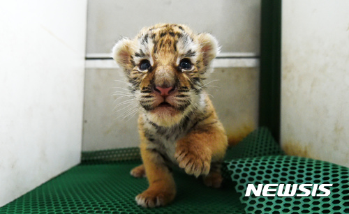 [원추 오늘의운세]범띠, 호랑이도 힘들여 사냥해야 안 굶는다