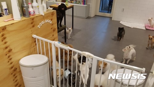 【서울=뉴시스】 강남 논현동의 애견호텔 '도기도기'에서 추석 연휴에 맡겨진 강아지들이 보살핌을 받고 있다. 2017. 10. 02