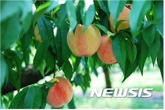 【안동=뉴시스】류상현 기자 = 경북도농업기술원 청도복숭아연구소가 개발한 수백 복숭아. 2017.10.02 (사진=경북도 제공) photo@newsis.com