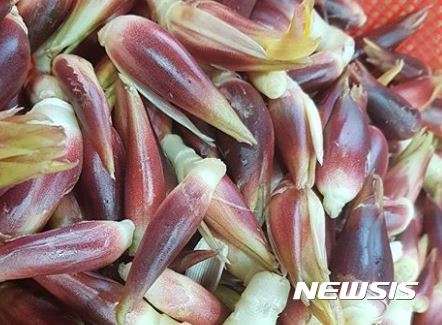 【제주=뉴시스】 양애. (뉴시스DB)