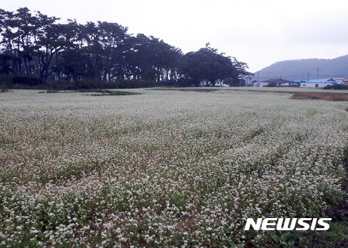진도군 관매도 메밀꽃
