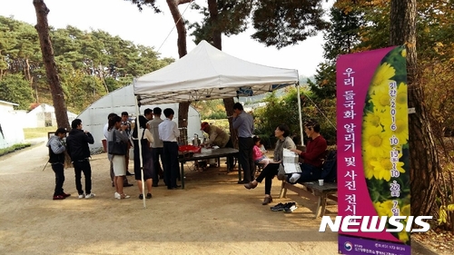 들국화 천지 남양주 사릉, 꽃따러 오세요