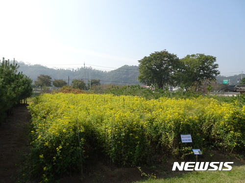 들국화 천지 남양주 사릉, 꽃따러 오세요