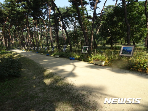 들국화 천지 남양주 사릉, 꽃따러 오세요