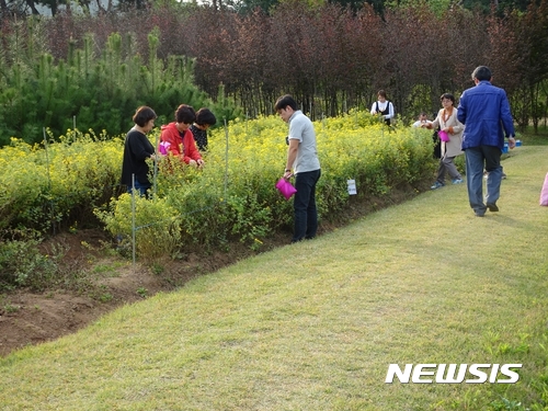 들국화 천지 남양주 사릉, 꽃따러 오세요