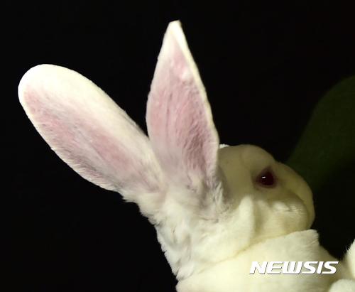 [원추 오늘의운세]토끼띠, 와인도 술이니 많이 마시면 취한다