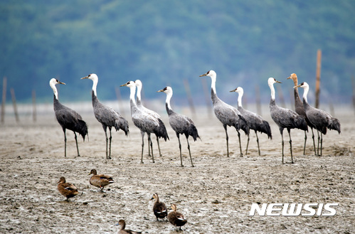 【순천=뉴시스】김석훈 기자 = 18일 전남 순천만 갯벌에 진객 흑두루미 18마리가 첫 도래 했다. 시는 예년보다 3일 빨리 흑두루미가 도착했으며 올해 2000마리가 순천만에 올 것으로 기대한다고 밝혔다. 2017.10.18. (사진=순천시청 제공) kim@newsis.com