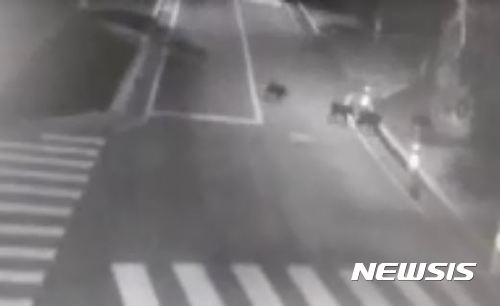 【서울=뉴시스】채윤태 기자 = 25일 새벽 서울 노원구 서울여자대학교 교내에 멧돼지 16마리가 나타났다. 2017.10.25. (사진=서울멧돼지출현방지단 제공)