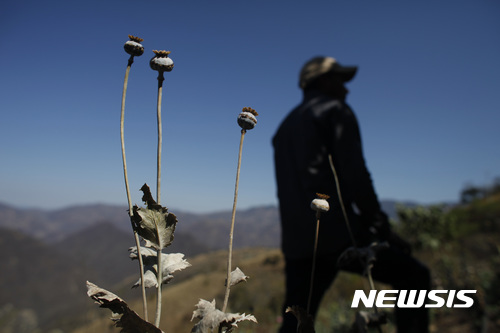 【멕시코시티 = AP/뉴시스】 = 2015년 멕시코 정부가 마약과의 전쟁을 선포한 뒤 공중 살포한 고엽제로 인해 죽어버린 아편 생산지의 양귀비 밭에 한 남자가 서 있는 모습. 헤로인과 아편으로 인한 조직범죄단의 폭력이 계속되고 있는 멕시코에서 이번에는 폭탄을 실은 드론이 적발되었다.