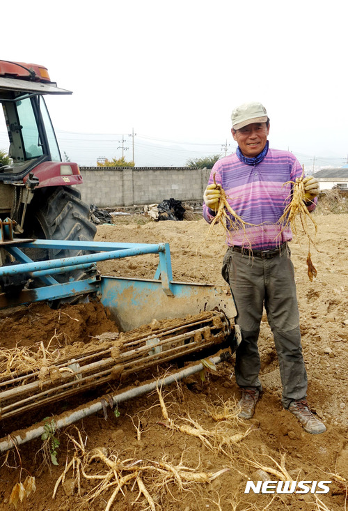 【영주=뉴시스】김정환 기자 = 경북 영주시 풍기읍 인삼 농민 구필회씨가 지난 26일 트랙터 앞에서 갓 채굴한 6년근 인삼을 들고 포즈를 취했다. ace@newsis.com