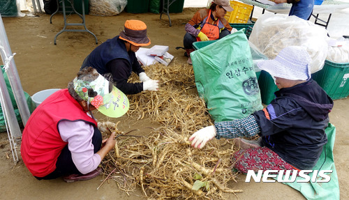 【영주=뉴시스】김정환 기자 = 지난 26일 경북 영주시 풍기읍 구필회씨 인삼밭에서 마을 아주머니들이 갓 채굴한 6년근 인삼을 선별하고 있다. ace@newsis.com