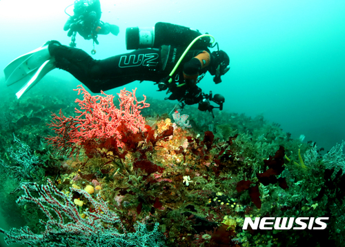 【강릉=뉴시스】김경목 기자 = 가을의 중반을 넘어서면서 온 산이 만산홍엽의 아름다움을 연출하고 있다. 동해안 바닷속에도 만해홍엽의 가을 느낌이 짙어지고 있다. 사진은 지난 29일 강원 고성군 토성면 청간정 앞바다 수심 37.6ｍ 암반에서 서식하는 산호류, 해조류 등 수생생물에 인공 빛을 비췄더니 본래의 색이 드러나 마치 설악산 단풍이 물든 것처럼 아름답게 보인다. 스쿠버다이버들이 용궁의 가을을 느끼며 유영하고 있다. 2017.10.30. photo31@newsis.com
