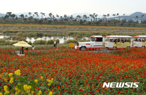 【장성=뉴시스】이창우 기자 = 사진은 지난해 황룡강변을 따라 열린 '제1회 장성 황룡강 노란꽃잔치' 축제장면. 10억송이의 가을꽃들이 드넓은 황룡강을 따라 가득 펼쳐진 정원은 대한민국에서 가장 긴 꽃강(Flower River)이라는 별칭을 얻었다. 2018.09.25 (사진=장성군 제공) photo@newsis.com