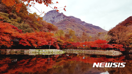 [장성=뉴시스] 3일 '애기 단풍'이 내장산국립공원 백암산을 물들이고 있다. 전남 장성 백암산 애기단풍은 잎의 크기가 어린아이 손바닥처럼 작고 귀여워 '애기 단풍'으로 불린다. 2017.11.03 (사진=국립공원 백암사무소 제공) lcw@newsis.com