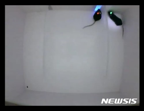 【대전=뉴시스】 여러 차례 훈련을 통해 각 구역을 이해하고 쾌감 얻는 방법을 이해한 생쥐들은 좌우 보상구역에 몰려다니면 쾌감자극을 받을 수 있는 기회가 줄어든다는 점을 깨닫고 두 곳의 보상구역을 서로 나누어 맡는 ‘사회적 규칙’을 만들어 행동했다.