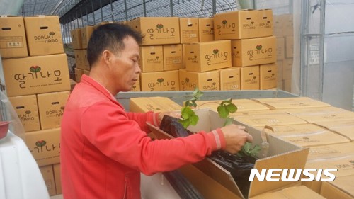 【산청=뉴시스】정경규 기자 = 경남 산청군이 딸기 우량 모주를 농가에 보급하고 있다.2017.11.08.(사진=산청군 제공) photo@newsis.com